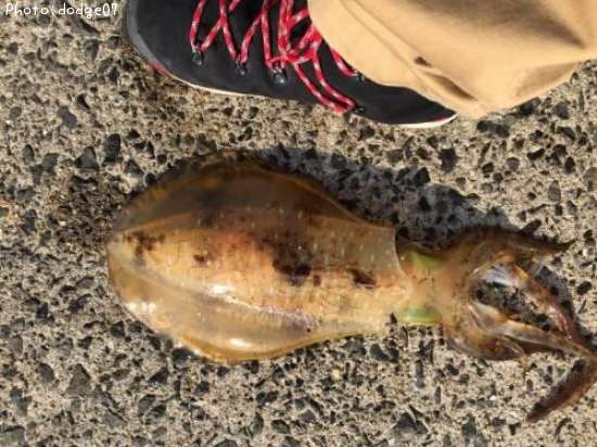 �����ꥤ��