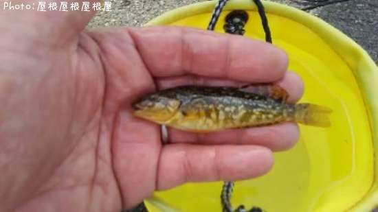 �����ʥ�