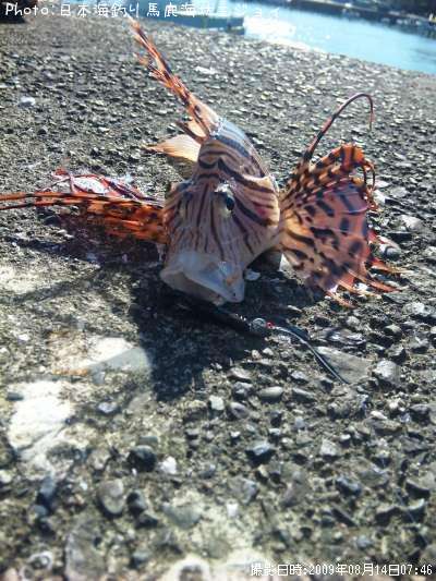 �ߥΥ�����