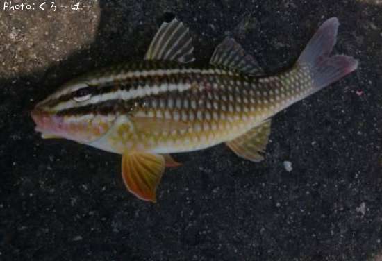 �����ʥҥ᥸