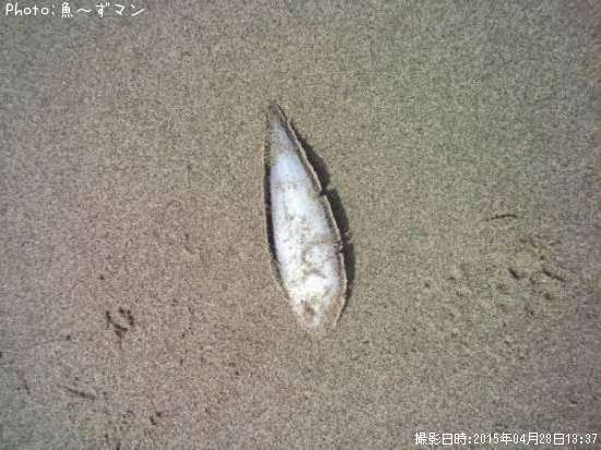 �����ӥ��