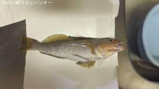 �����ʥ�