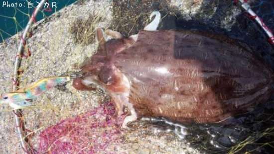 ���ߥʥꥤ��