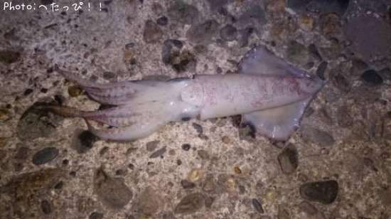 ����ᥤ��