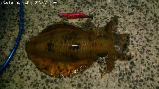 �����ꥤ��