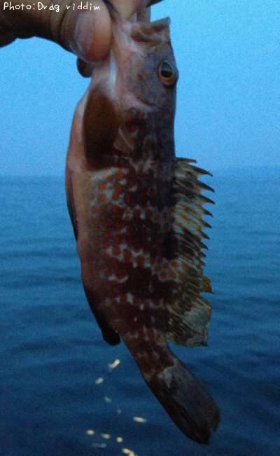 �����ϥ�