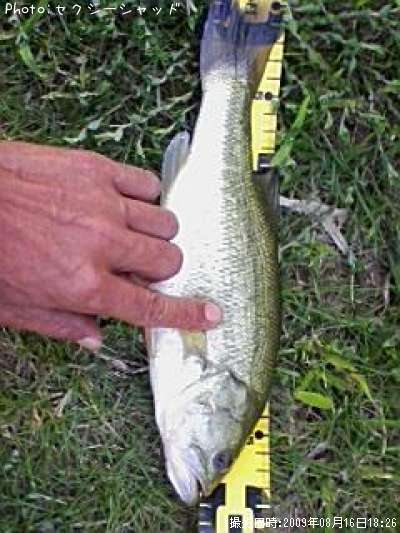 �֥�å��Х�