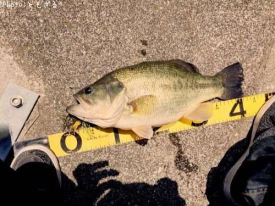 �֥�å��Х�