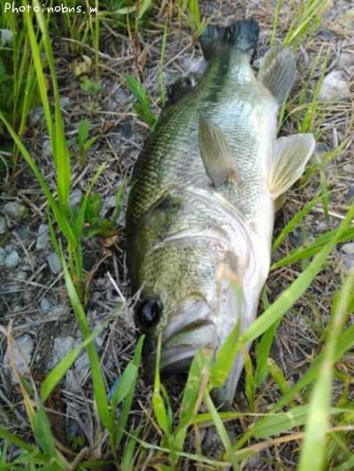 �֥�å��Х�