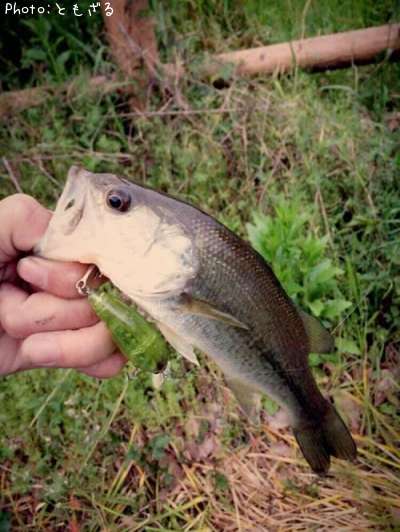 �֥�å��Х�