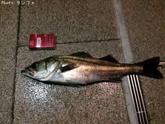 �����Х�