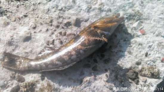 �����ʥ�