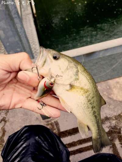 �֥�å��Х�