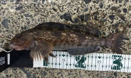 �����ʥ�