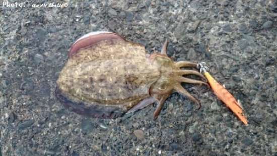 ��󥴥�����