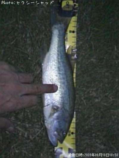 �֥�å��Х�