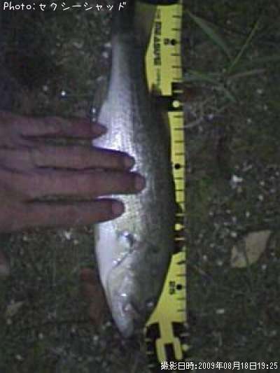 �֥�å��Х�