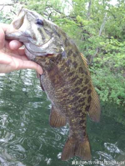 ���⡼��ޥ����Х�