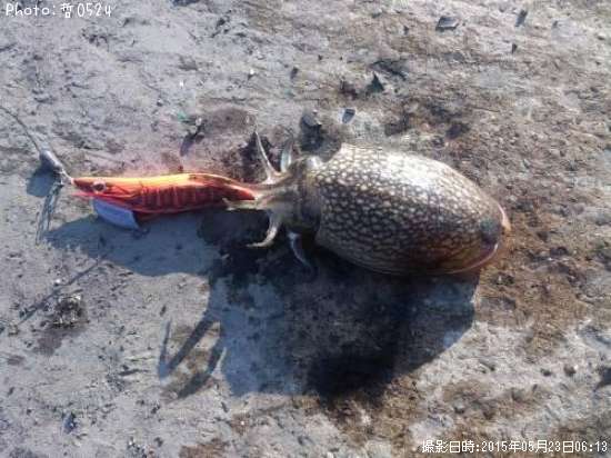 ����䥱����