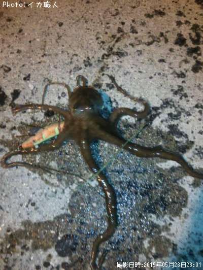 ��Ĺ����