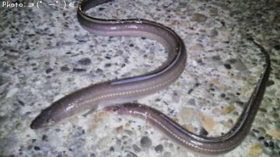 ���ʥ��ƻ�