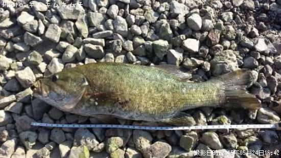 ���⡼��ޥ����Х�