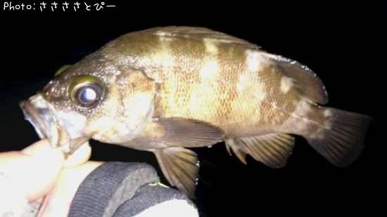 ��Х�������Х�