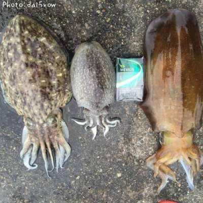 �����ꥤ��