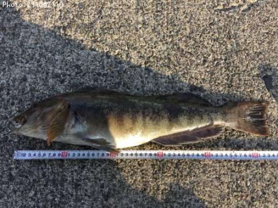 �����ʥ�