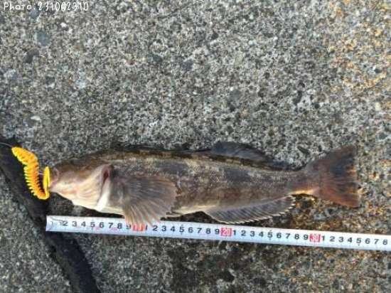 �����ʥ�