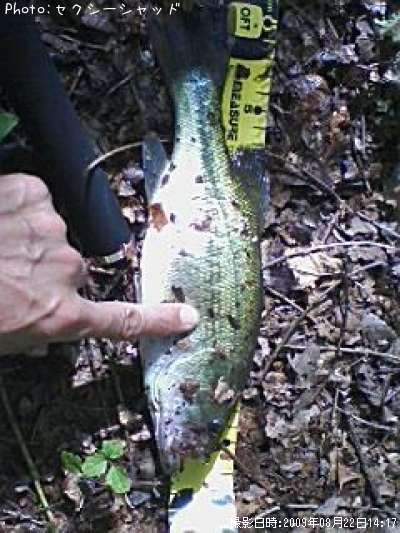 �֥�å��Х�