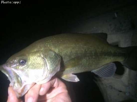 �֥�å��Х�