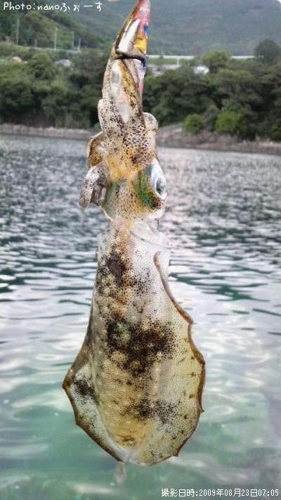 �����ꥤ��