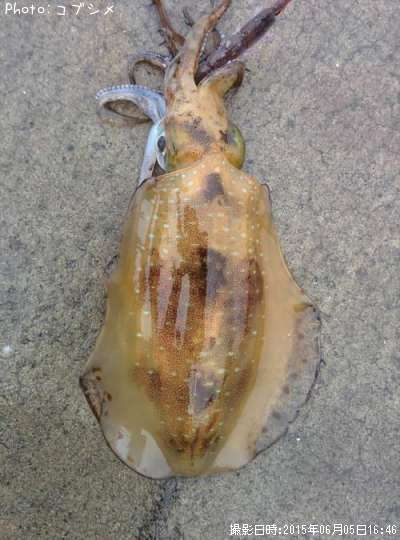 �����ꥤ��