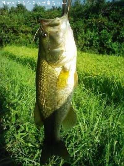 �֥�å��Х�