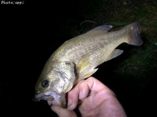 �֥�å��Х�