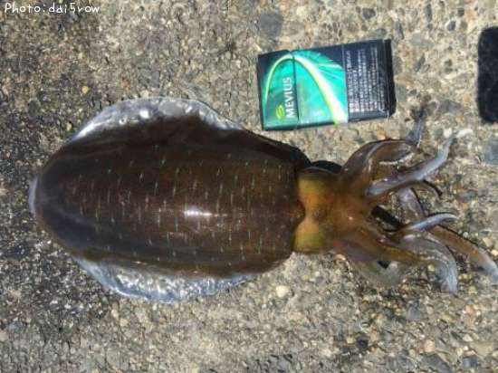 �����ꥤ��