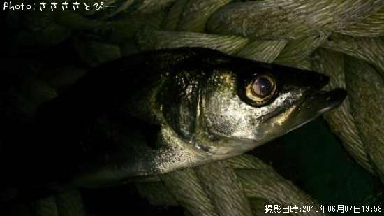 ��Х�������Х�