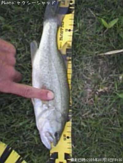 �֥�å��Х�