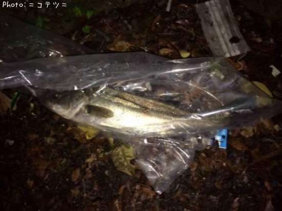 �����Х�