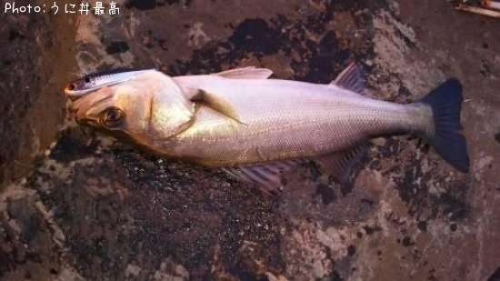 �����Х�