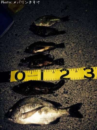 �����Υ������