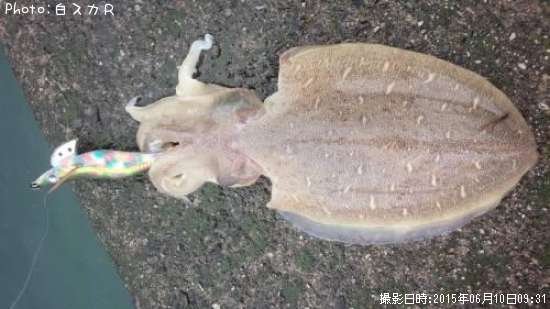 ���ߥʥꥤ��