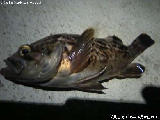 �����Υ���Х�