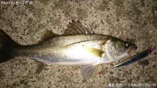 �����Х�