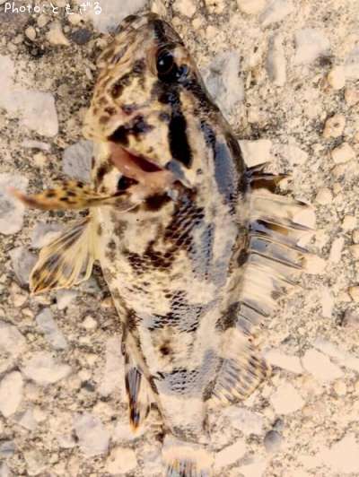 �����Υ���Х�