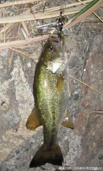 �֥�å��Х�