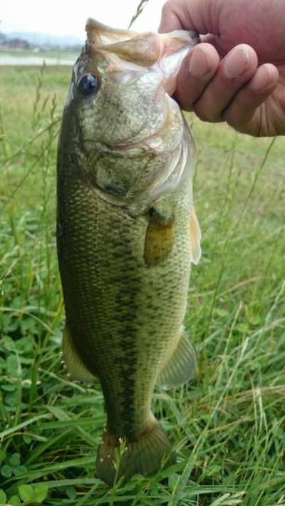 �֥�å��Х���