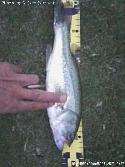 �֥�å��Х�