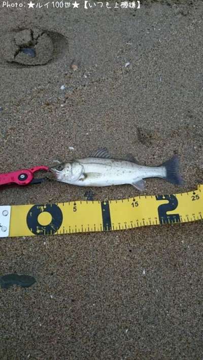 �����Х�